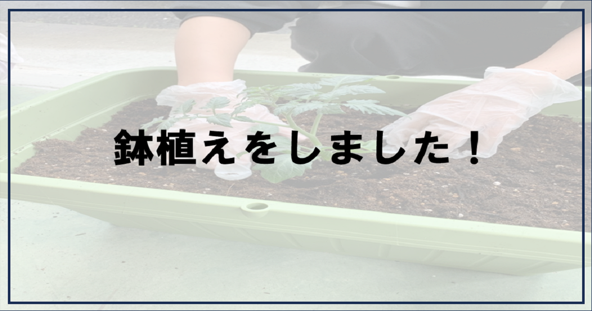 あなたが現在見ているのは 鉢植えをしました【富士市・富士宮市放デイ】